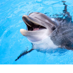 Dolphin’s