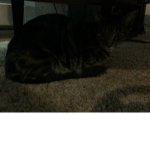 Kitty ,kittens, and cats