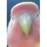 Bro gang for birds and bros and the brothers