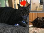 Cats Girlies!