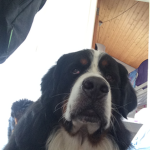 I love doggy’s so much