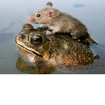 The Ratty Frogs