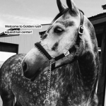 Gold Rush Equestrian Centre
