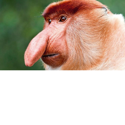 Monkey Warfare