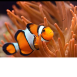 Fishi army