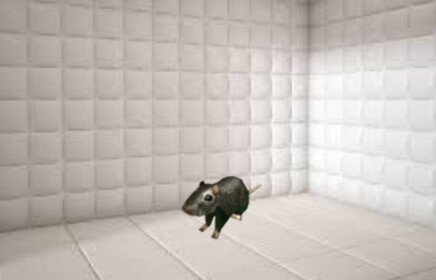 Rubber Room With Rats Simulator