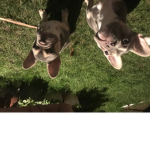 Hello Doggy Hugo