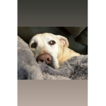 Dogy gammers