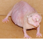 disgusting mole rats