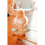 -cute ducklings-