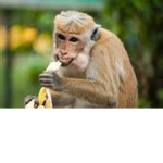Monkey bois squad