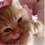 大嫌い