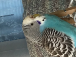House of the Parakeets