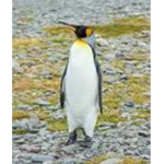 the penguin army/we fight