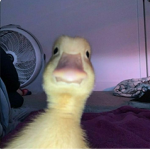 Bay Duck