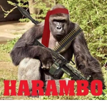 monke h.q