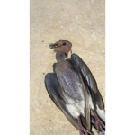 الهنوف