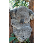 MrKoala Fan Club