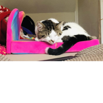 Cat ######### <3