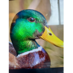 DuckyMan's Epic Friends