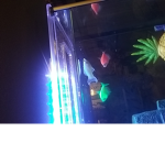 Rip molly.. my dead fish molly is the white fish-
