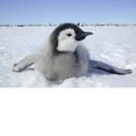 Penguin people!