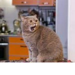 The Cat King's Emergency Response Team