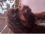 BELLA! My doggy
