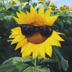 Garden of the Sun.