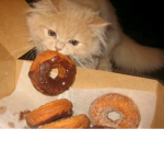 Cat Peeps ONLY!!!!!!!!