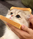 cccaat