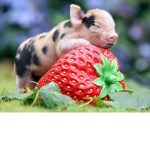 pigs are best
