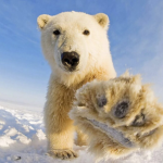 Funny bears