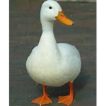 ducks forever...