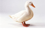 The epic hater ducks