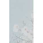 blossom bbys!!