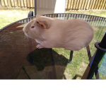 Sandy guinea pig squad