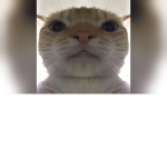 RandomGroupForSomeTradingOnRoyaleHigh