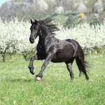 Serenity Stables <3