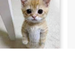 May the cats be with you