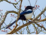 Magpie Watchers