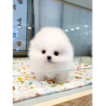 panda club korea