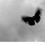 Buterfly’s