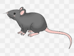 Rat pack united