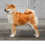 The Dog Empire!