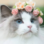 Kat-fan group!