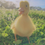 Duckk Familly