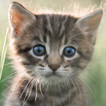 CatAarmy