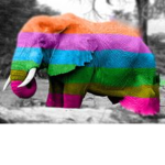 Jenna's rainbow elephant's