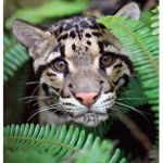 Animals need help529